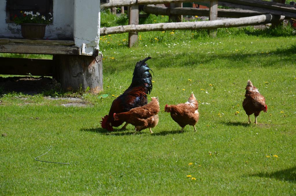 Scheibenhof Farm stay