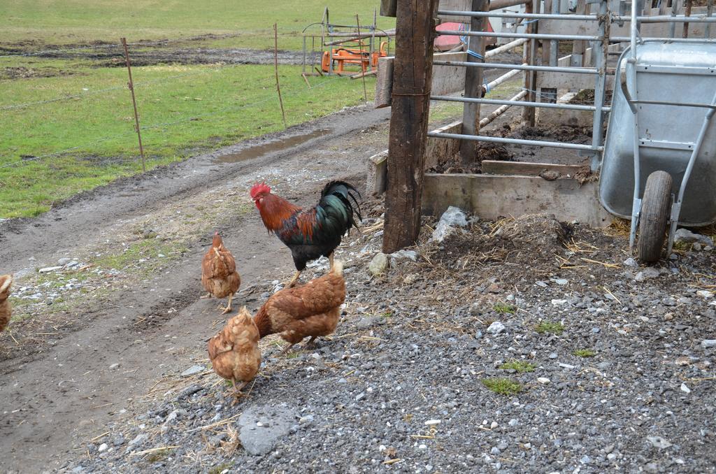 Farm stay Scheibenhof
